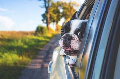 Hund guckt aus dem Autofenster