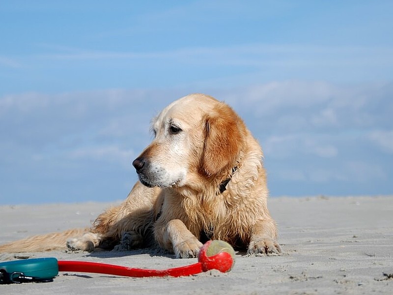 Hund liegt im Spielzeug am Strand