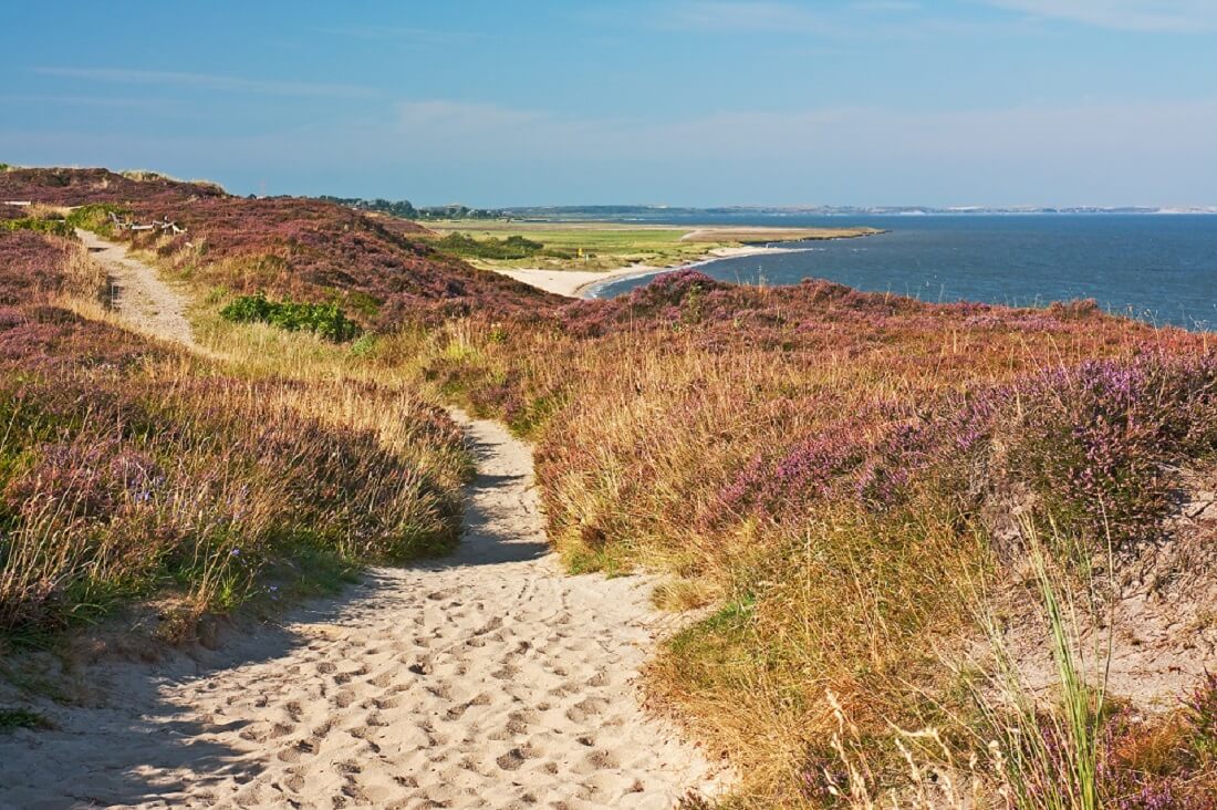 Strandweg umgeben von Heidelandschaft mit Blick auf das Meer