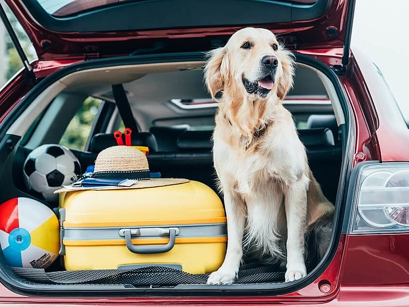 Ein Hund mit gepacktem Auto in einem offenen Kofferraum 