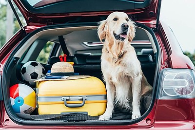 Ein Hund mit gepacktem Auto in einem offenen Kofferraum 