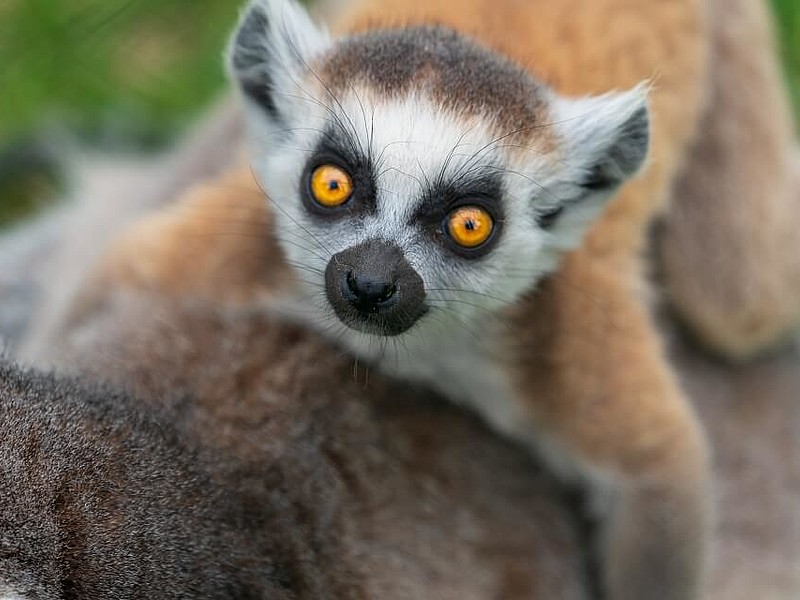 Affe im Zoo Jaderberg