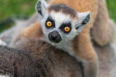 Affe im Zoo Jaderberg