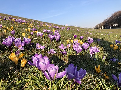 Das Bild zeigt bunte Frühlingsblumen auf dem Cuxhavener Blumenmarkt.