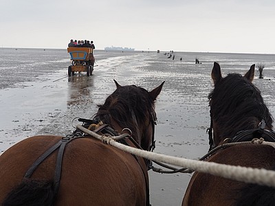 Pferde vor einem Wattwagen im Wattenmeer