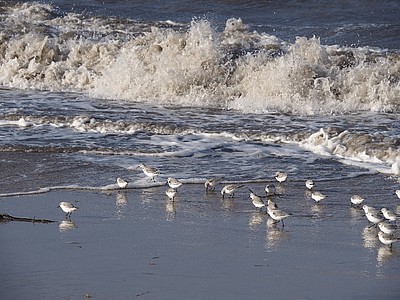 Möwen in der Nordsee vor einer Welle