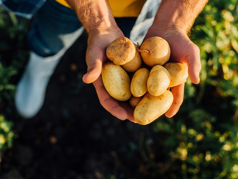 Das Bild zeigt eine Person, die Kartoffeln in ihren Händen hält