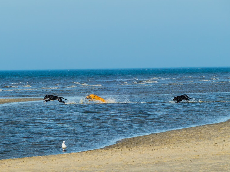 Drei Hunde spielen im Wasser am Strand