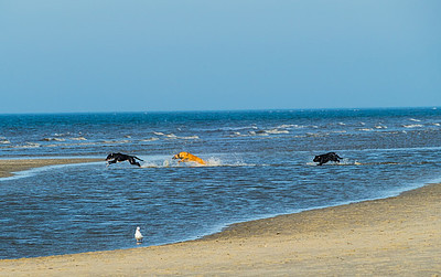 Drei Hunde spielen im Wasser am Strand