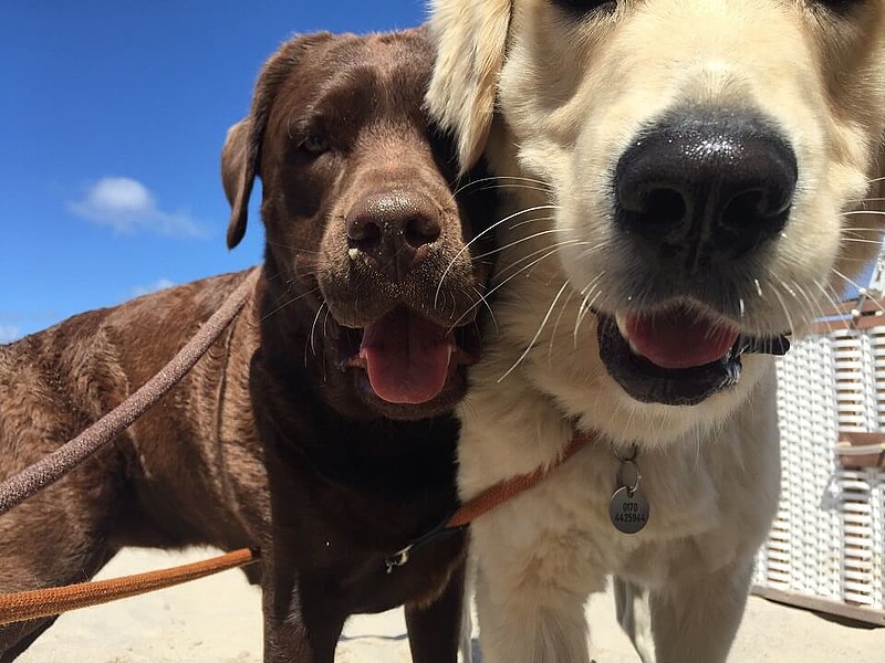 Zwei Hunde halten Ihre Schnauzer in die Kamera am Strand