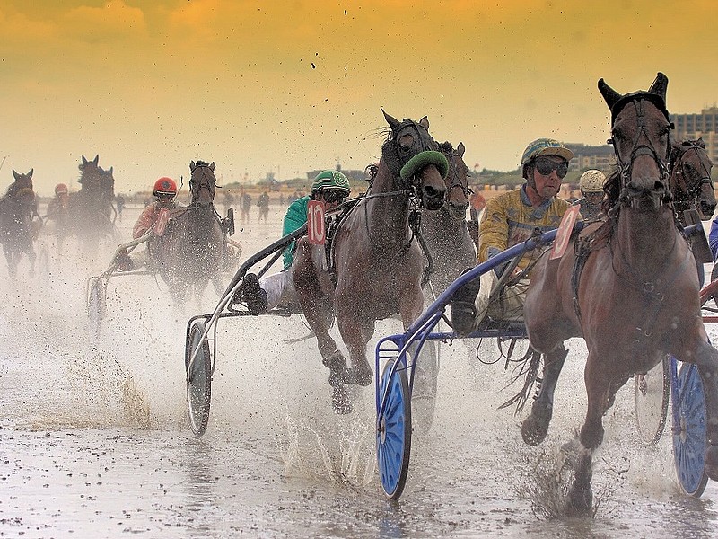 Pferde des Duhner Wattrennens im Wattenmeer von Cuxhaven