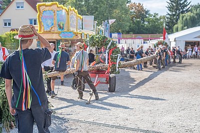 Männer beim Pfingstbaum aufstellen