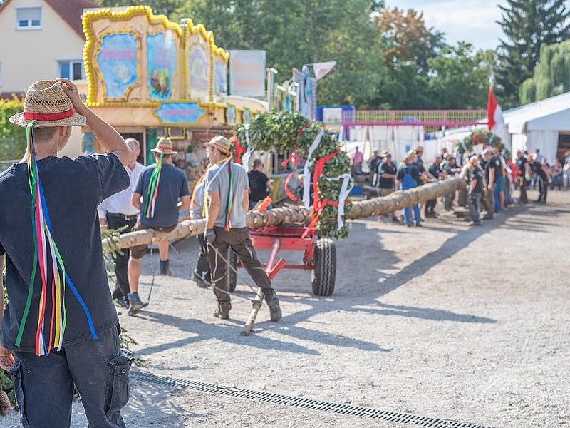 Männer beim Pfingstbaum aufstellen