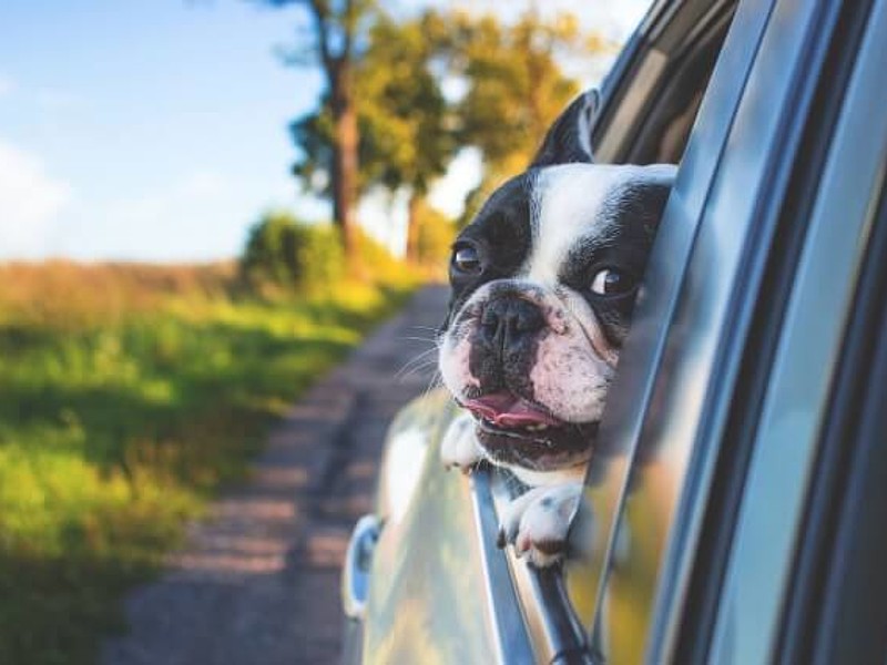 Hund guckt aus dem Autofenster