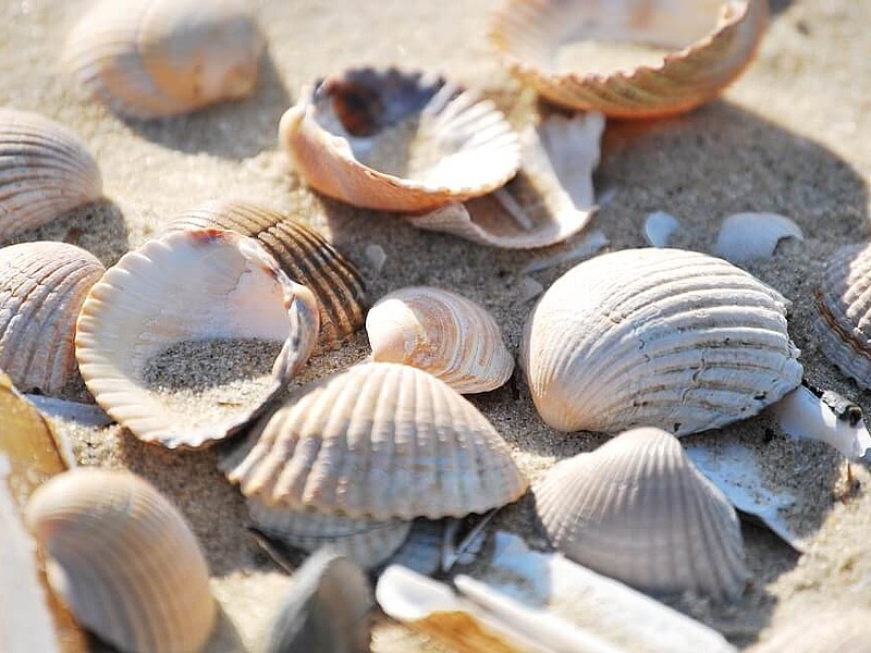 Muscheln im feinen Sand