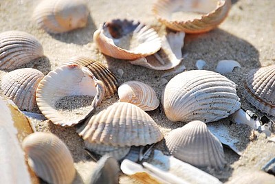 Muscheln im feinen Sand