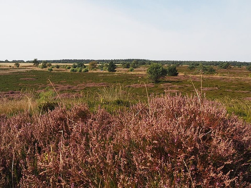 Die blühende Küstenheide der Stadt Cuxhaven 