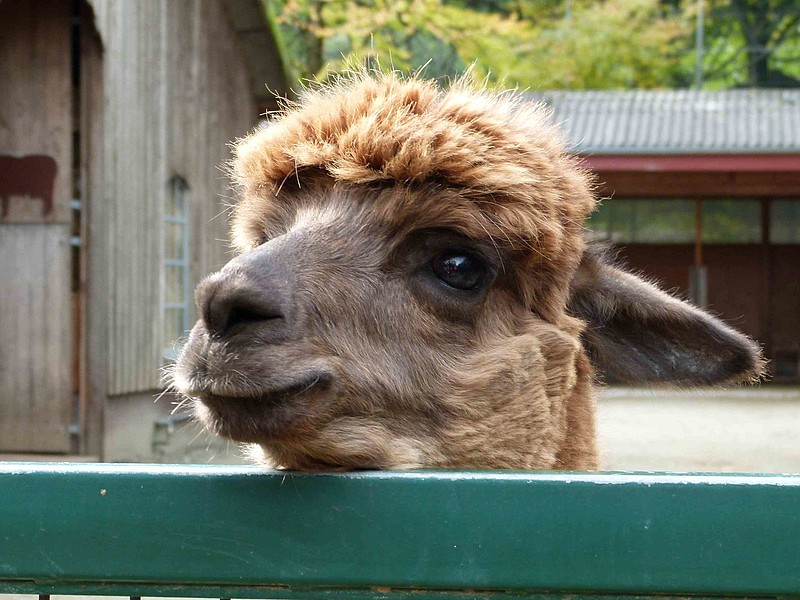 Alpaka schaut über einen Zaun im Zoo