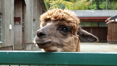 Alpaka schaut über einen Zaun im Zoo