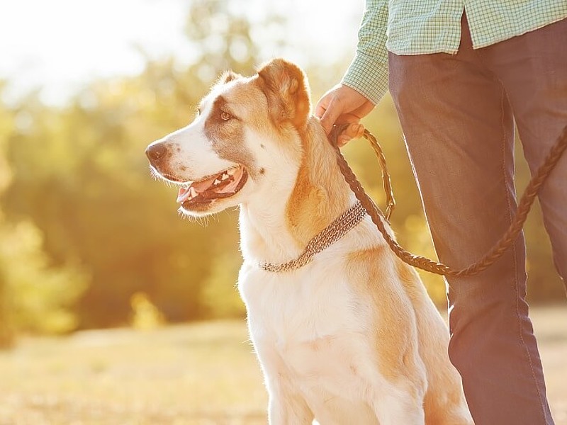 Hund mit Herrchen beim Gassi gehen an der Leine