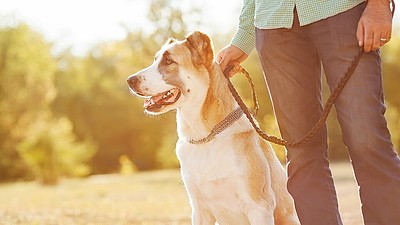 Hund mit Herrchen beim Gassi gehen an der Leine