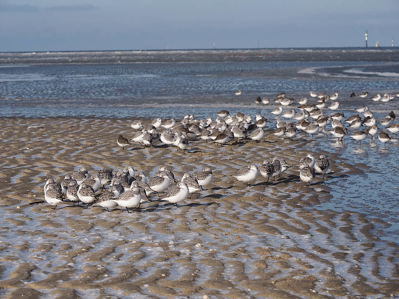 Das Bild zeigt verschiedene Zugvögel im UNESCO-Weltnaturerbe Wattenmeer.