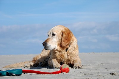 Hund liegt im Spielzeug am Strand