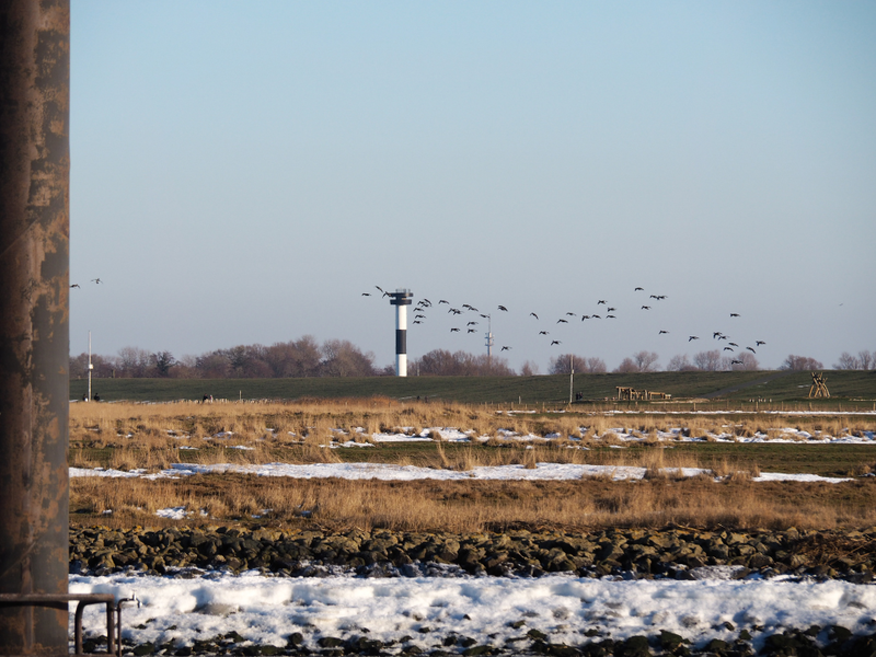 Bild vom Deich mit Schnee und einem Schwarm Gänsen, die fliegen.