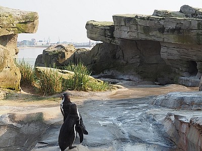 Pinguin in seinem Gehege im Zoo am Meer