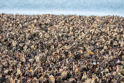 Austern in der Nordsee