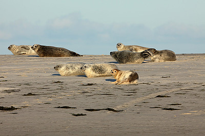 Seehunde liegen im Wattenmeer