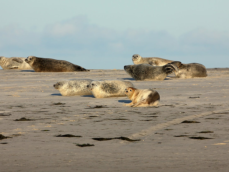 Seehunde liegen im Wattenmeer