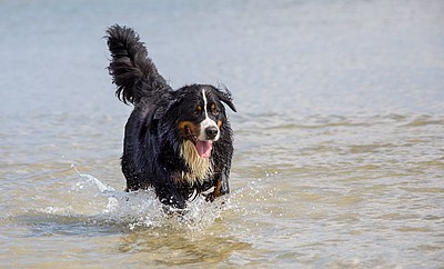 Hund in der Nordsee am Strand von Cuxhaven