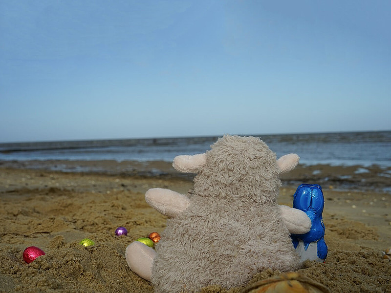 Deichschaf sitz mit Ostereiern am Strand