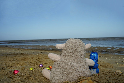 Deichschaf sitz mit Ostereiern am Strand