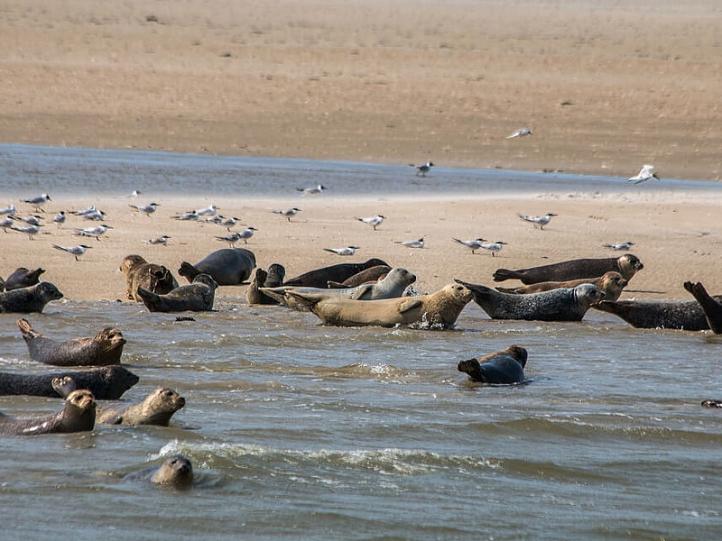 Seehunde und Vögel auf einer Sandbank