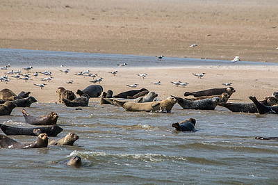 Seehunde und Vögel auf einer Sandbank