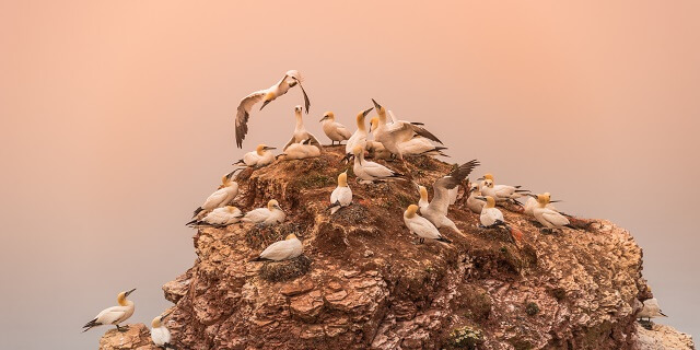 Tölpel auf Helgoland mit unterschiedlichen Vögelnn