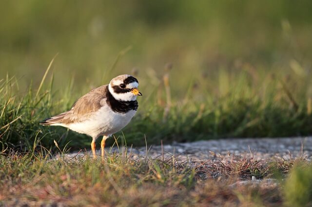 Der Vogel Sandregenpfeifer sitzt auf dem Boden