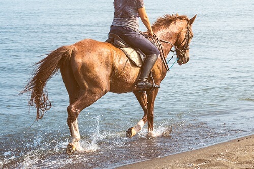Reiter reitet mit seinem Pferd durch das Wasser 