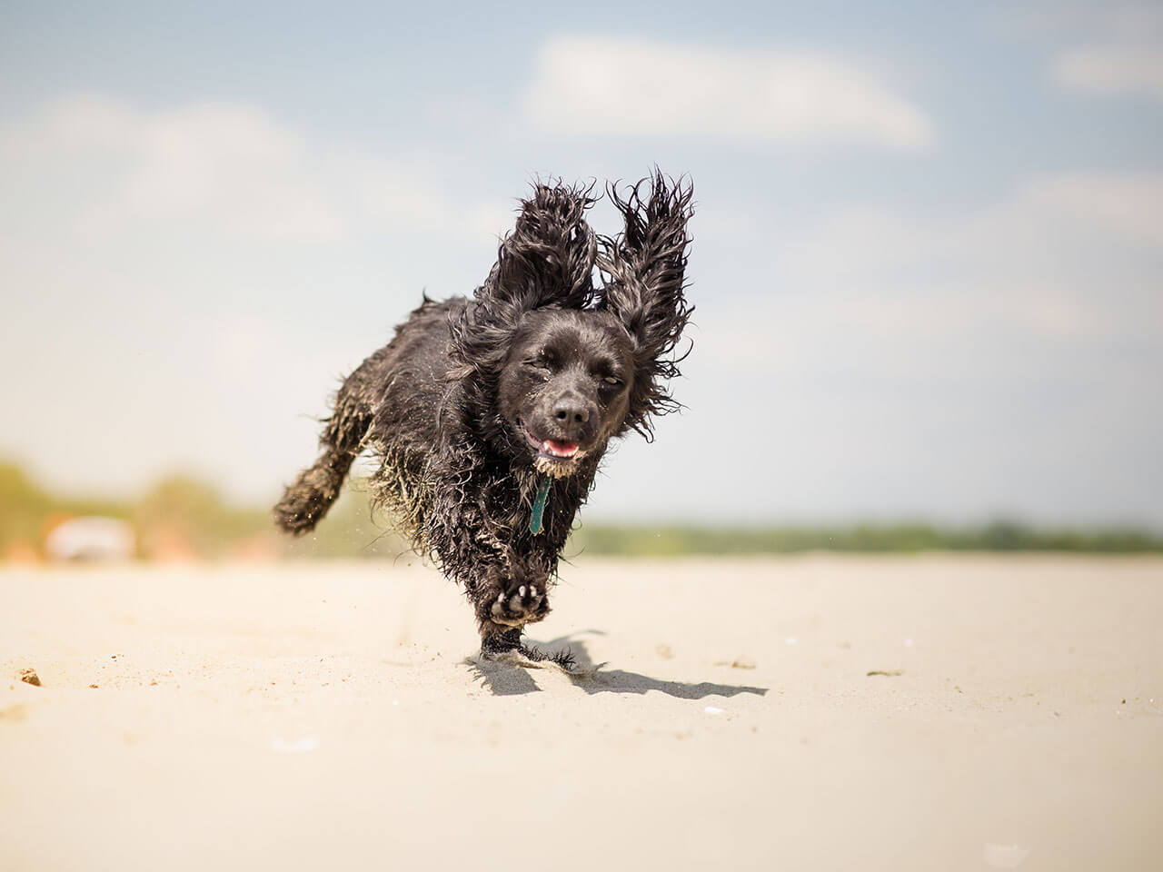 Hund läuft am Strand entlang