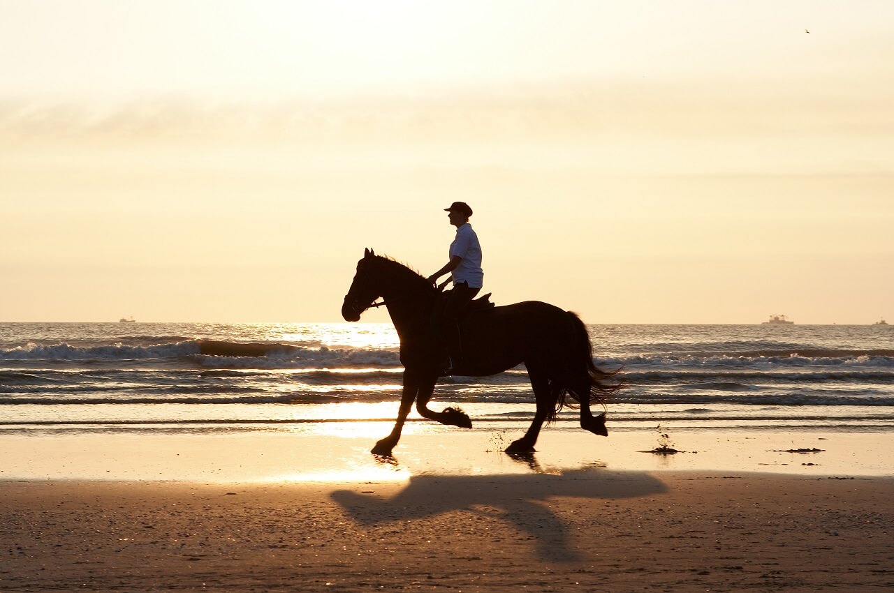Reiter reitet mit seinem Pferd durch das Wattenmeer an der Nordsee