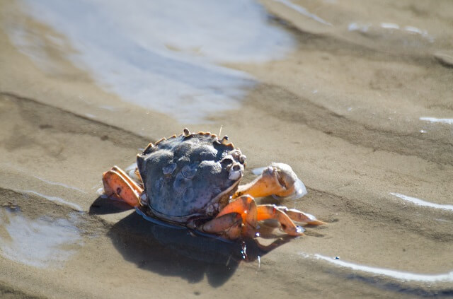 Krebs im Wattenmeer