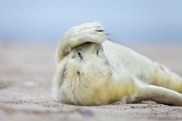 Seehund liegt am Strand und hält sich mit der Flosse die Augen zu