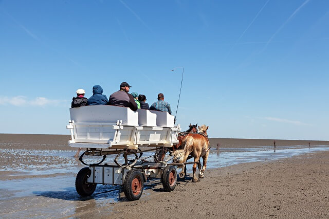Wattwagen mit zwei Pferden auf dem Weg durch das Wattenmeer in Cuxhaven