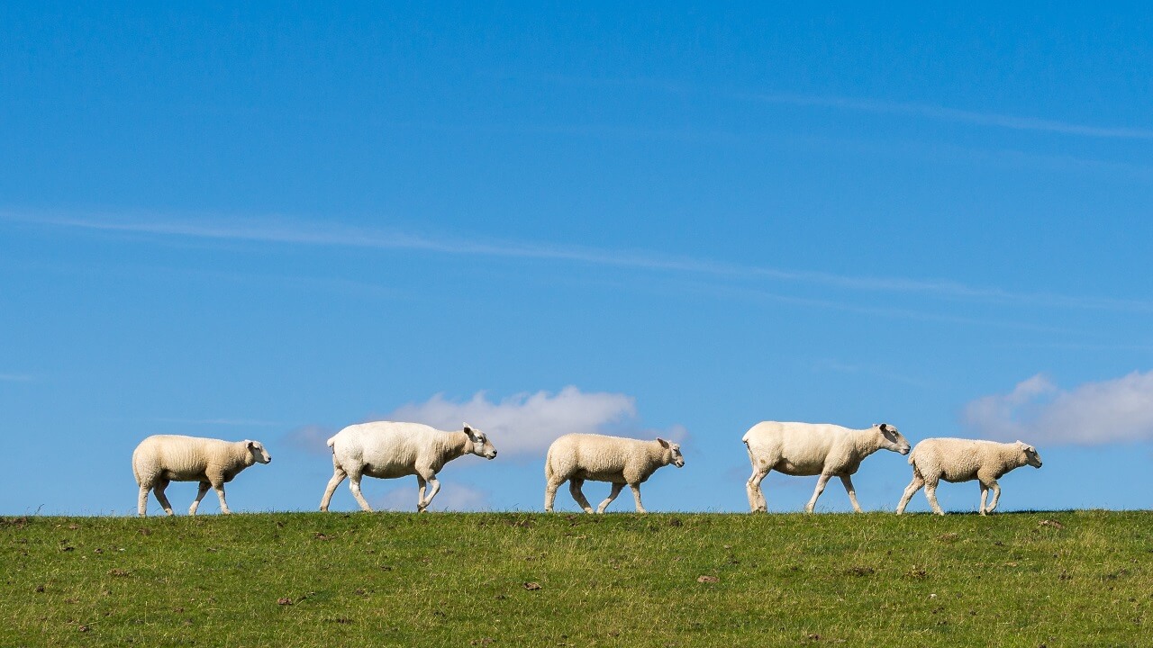 Schafe laufen auf dem Deich bei blauen Himmel