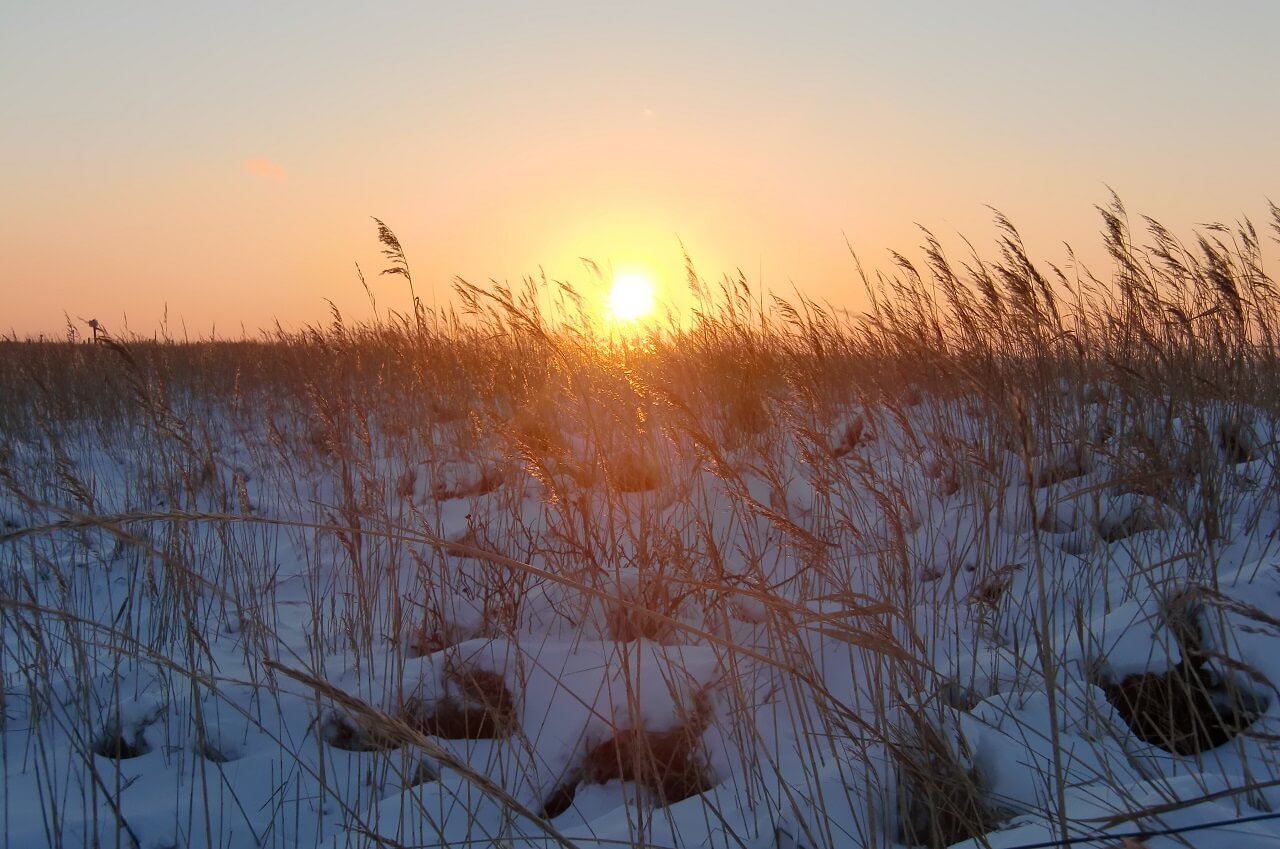 Sonnenuntergang vor einem Deich mit Schilf und Schnee