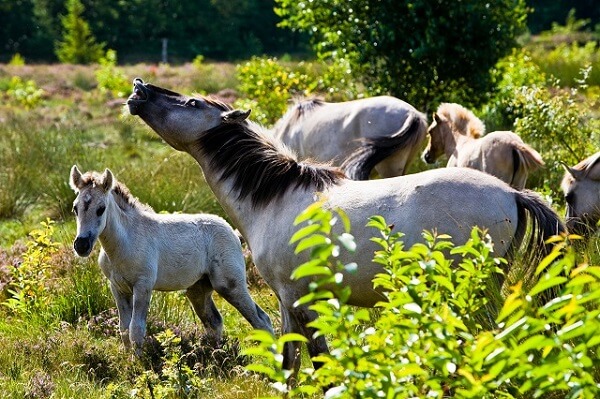 Wildpferde in der Küstenheide von Cuxhaven Sahlenburg