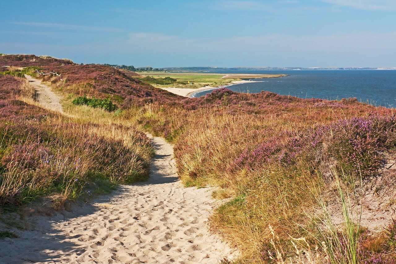 Sandweg durch eine Heidelandschaft mit Blick auf das Meer