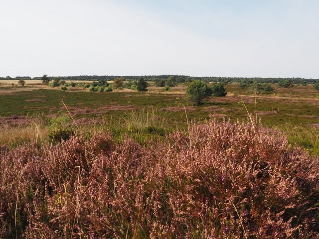 Blick in die blühende Küstenheide von Cuxhaven